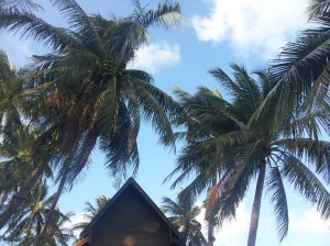 Coconut trees above the charming little bar on the beach in Koh Samui. 