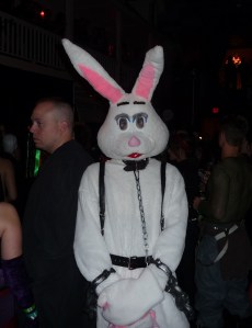 Bondage bunny