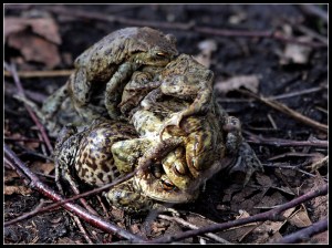 I'm including a frog orgy at the end because I have a terrible sense of humor and because the picture made me laugh