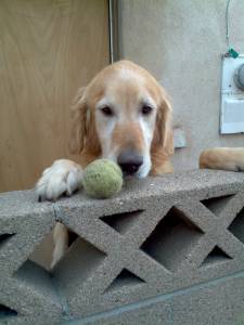 cute-dog-wants-to-play-ball
