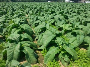 Tabacco Fields in Conneticut