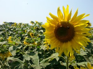 And Last But Not Least; Sunflower Fields! 