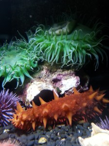 Sea Live at the Oregon Coast Aquarium