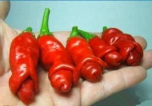 Penis-Chili-Red-Hot-Peter-Pepper-seeds-200pcs-Vegetables-fruit-seeds-The-most-funny-peppers-Bonsai